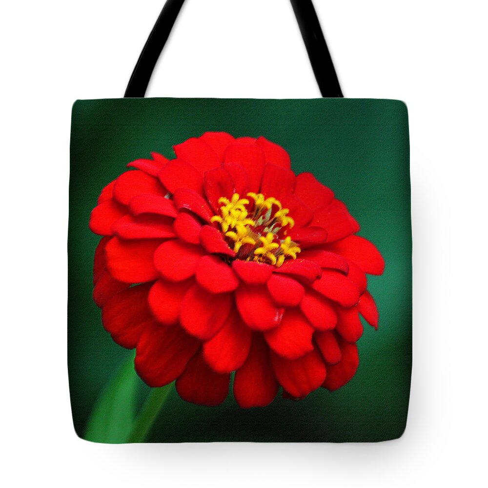 Photograph Tote Bag featuring the photograph Red Dahlia in Pastel by Suzanne Gaff
