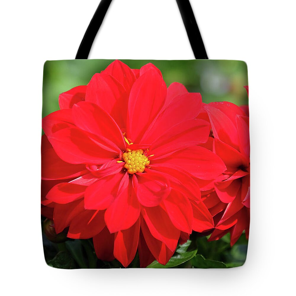 Red Dahlia Flower Tote Bag featuring the photograph Red Dahlia by Ronda Ryan