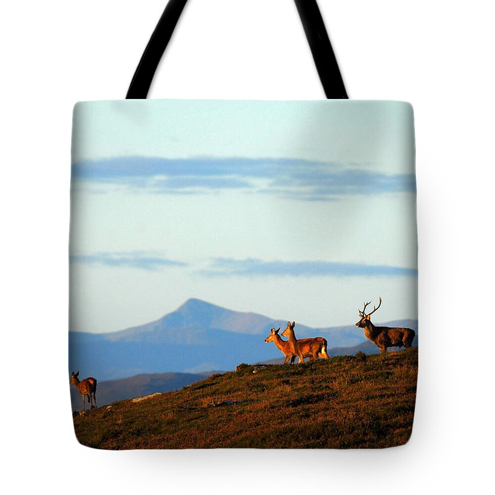 Red Deer Rut Tote Bag featuring the photograph Red Deer in Strathglass by Gavin MacRae