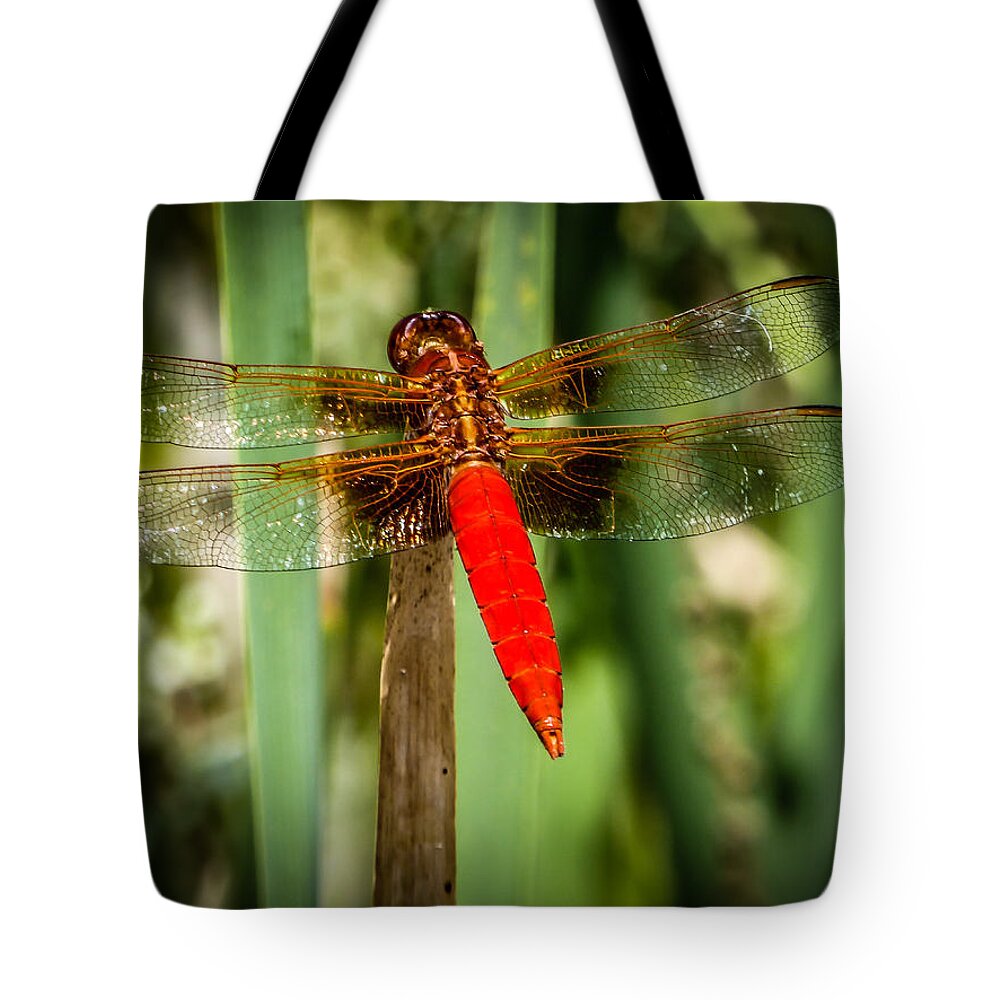 Dragonfly Tote Bag featuring the photograph Red Dragonfly by Pamela Newcomb
