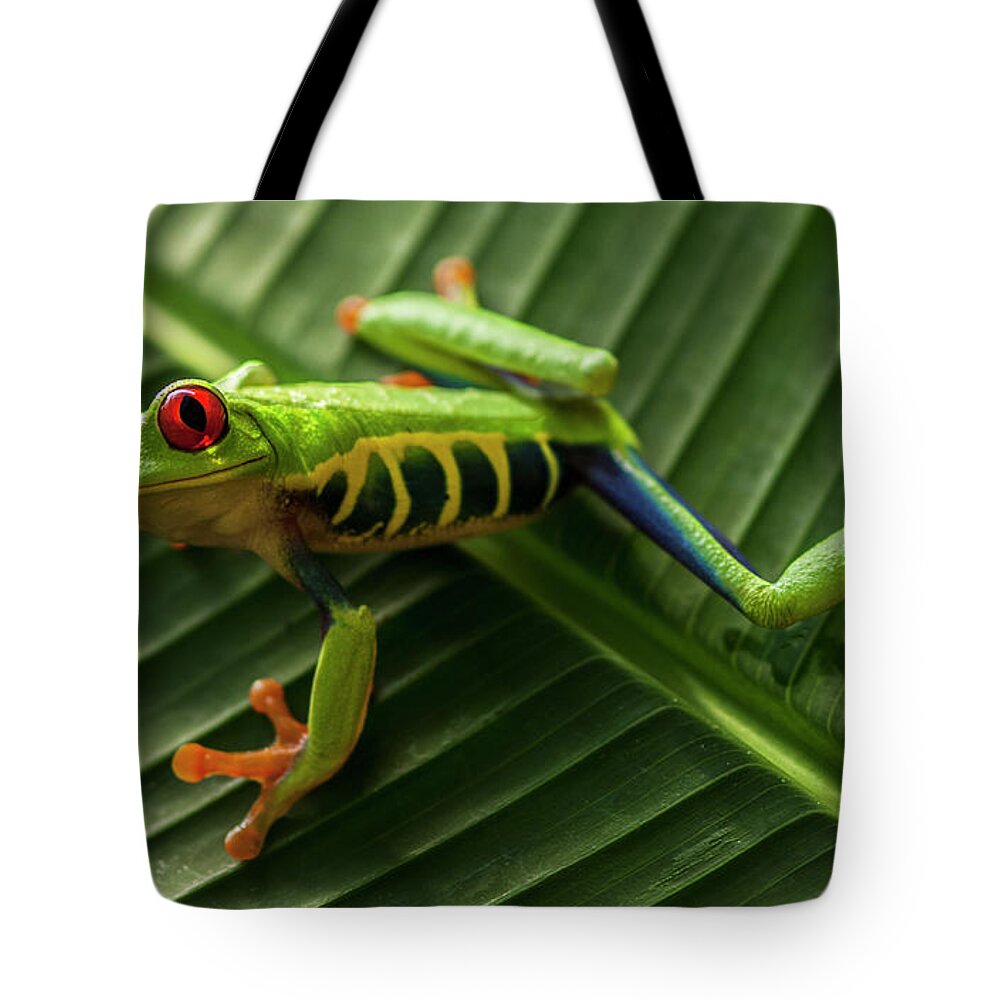 Frog Tote Bag featuring the photograph Red Eyed Tree Frog Costa Rica 6 by Bob Christopher