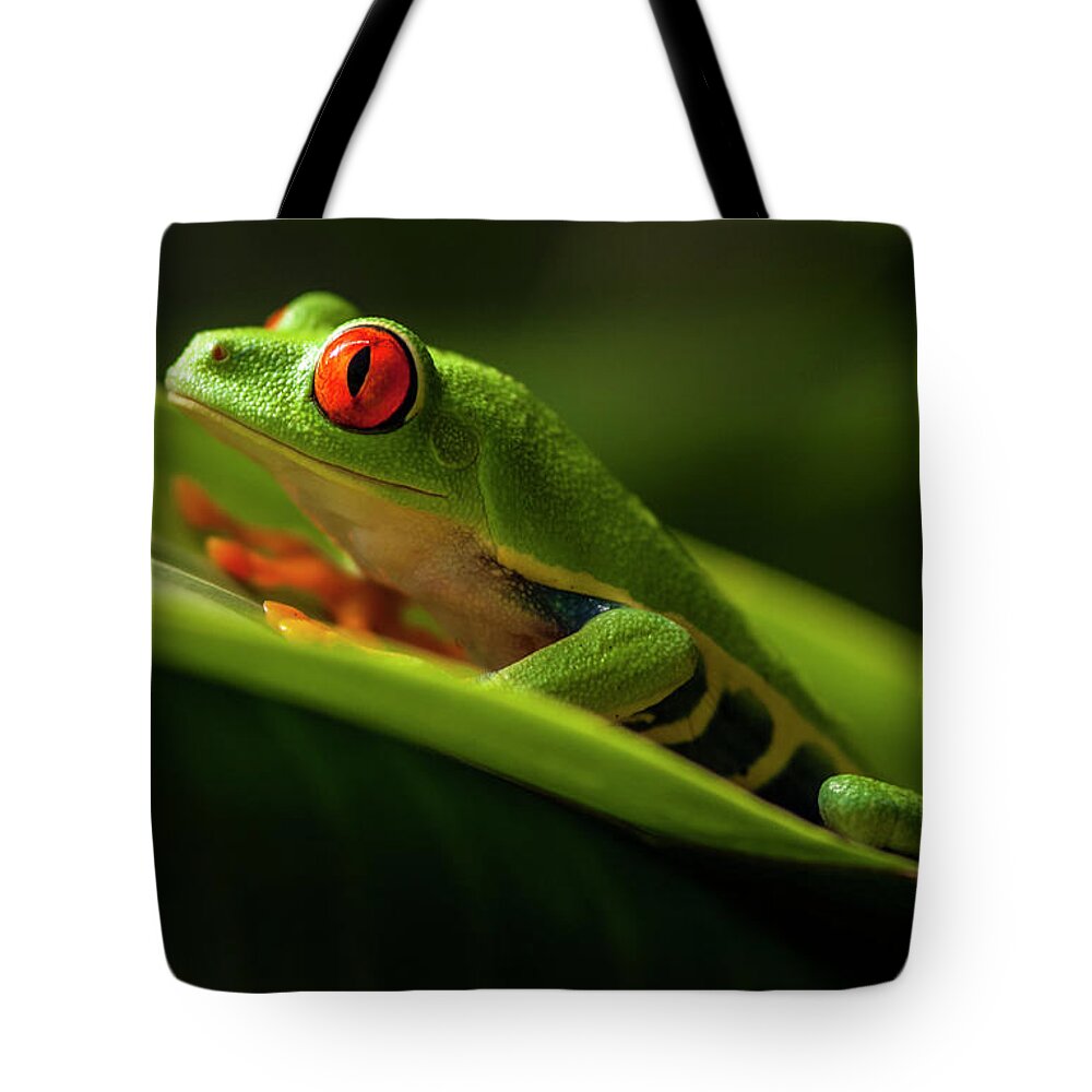Frog Tote Bag featuring the photograph Red- Eyed Tree Frog Costa Rica 7 by Bob Christopher