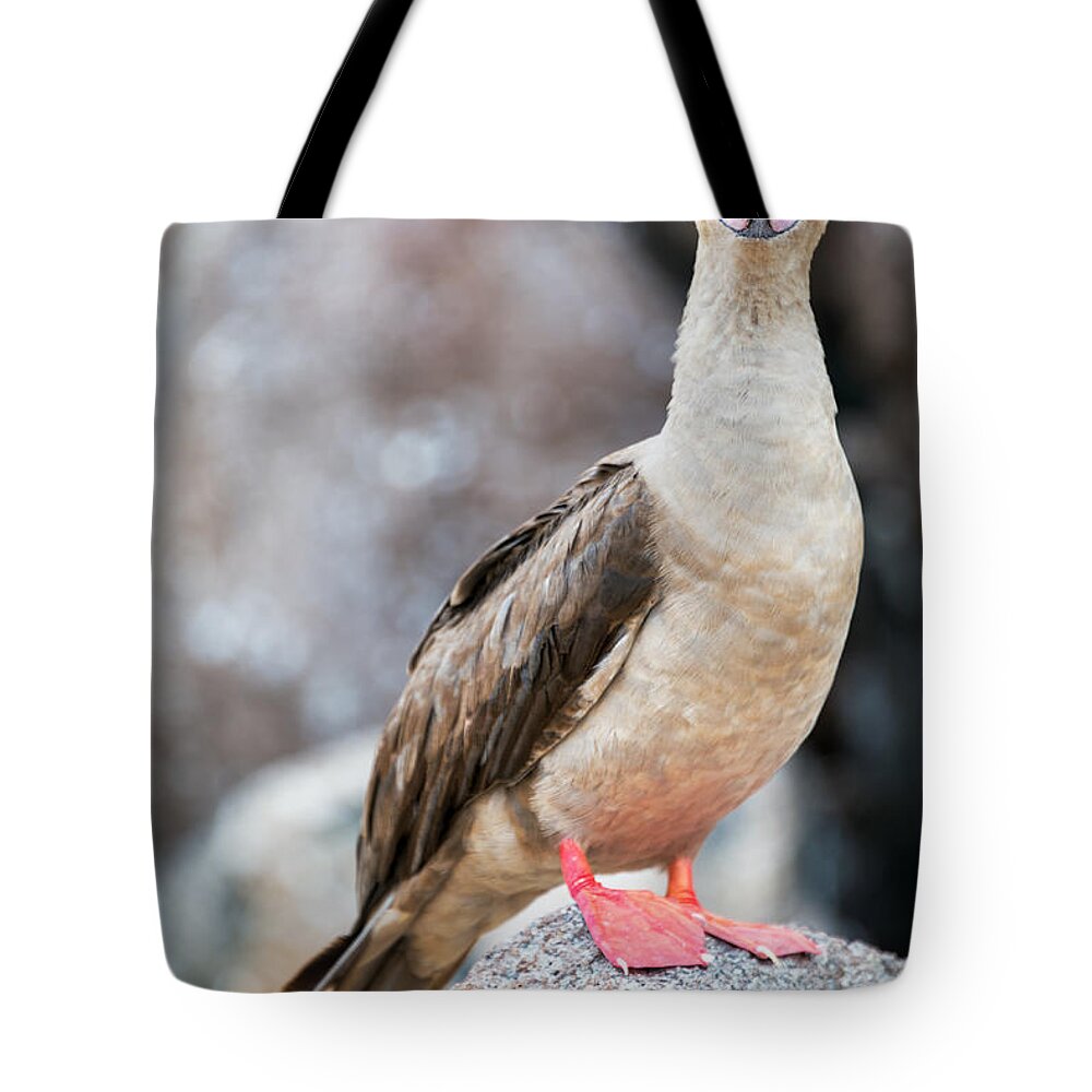 Red Footed Booby Tote Bag featuring the photograph Red Footed Booby Vertical by Jess Kraft