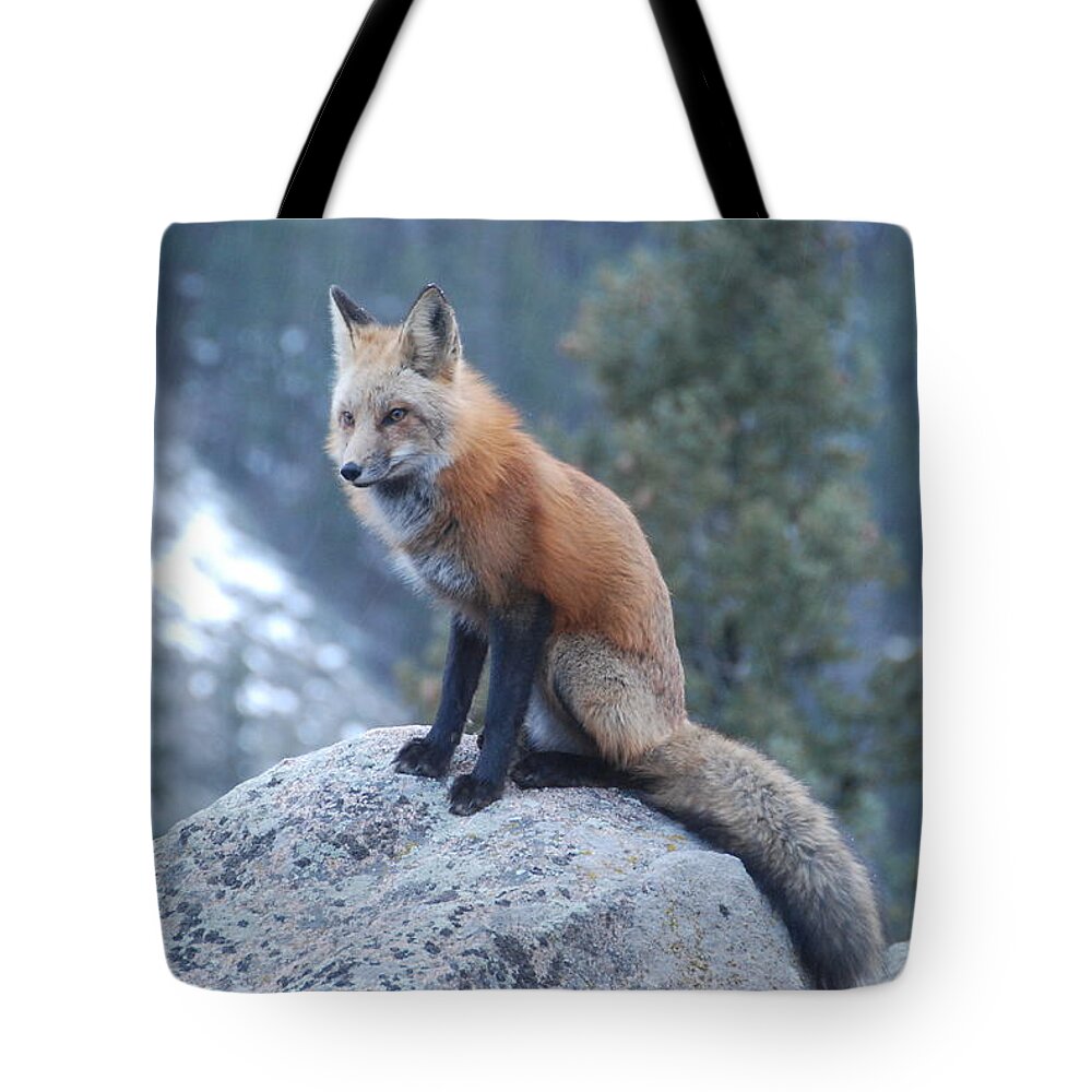 Fox Tote Bag featuring the photograph Red Fox by Ben Foster