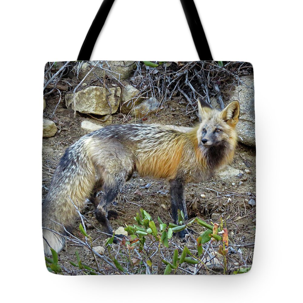 Fox Tote Bag featuring the photograph Red Fox by Cindy Murphy - NightVisions