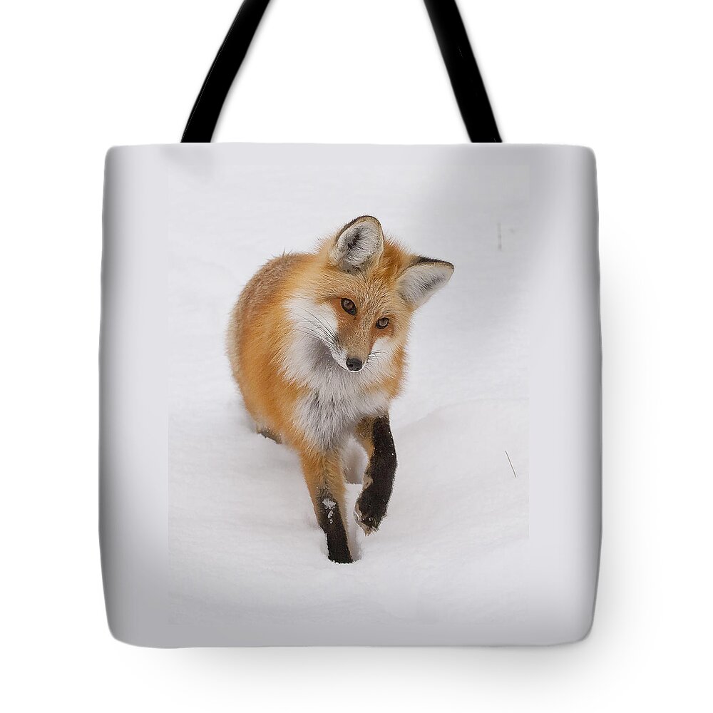 Red Fox Tote Bag featuring the photograph Red Fox Portrait by Mark Miller