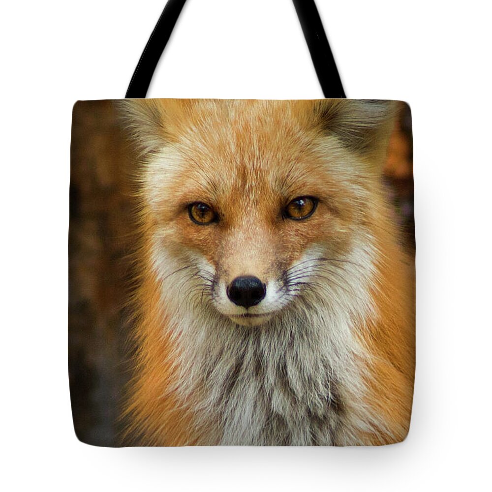 Colorado Tote Bag featuring the photograph Red Fox Portrait by John De Bord