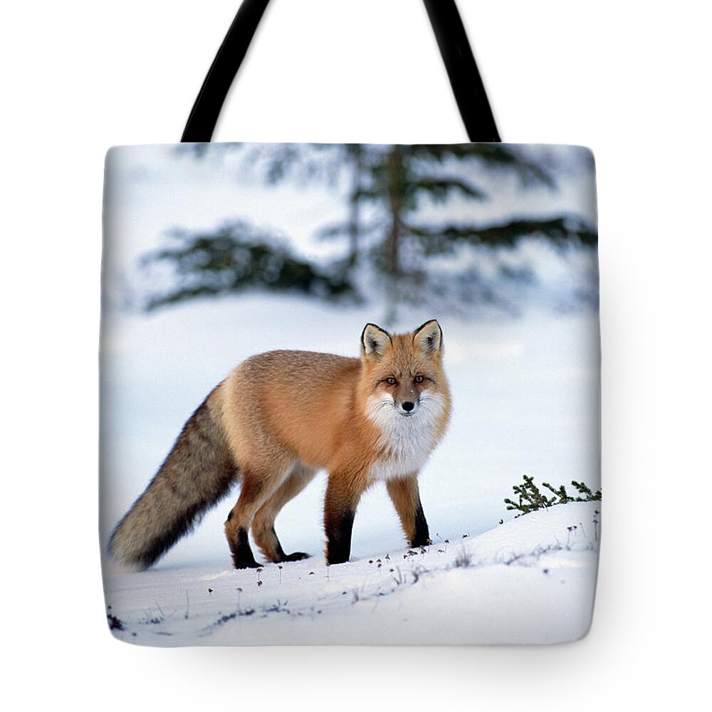 Mp Tote Bag featuring the photograph Red Fox Vulpes Vulpes Portrait by Konrad Wothe