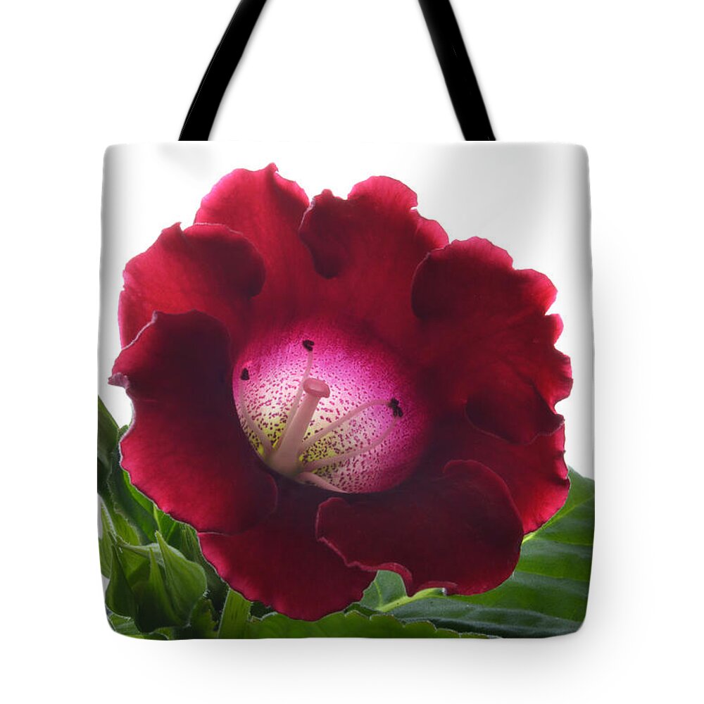Gloxinia Tote Bag featuring the photograph Red Gloxinia. by Terence Davis
