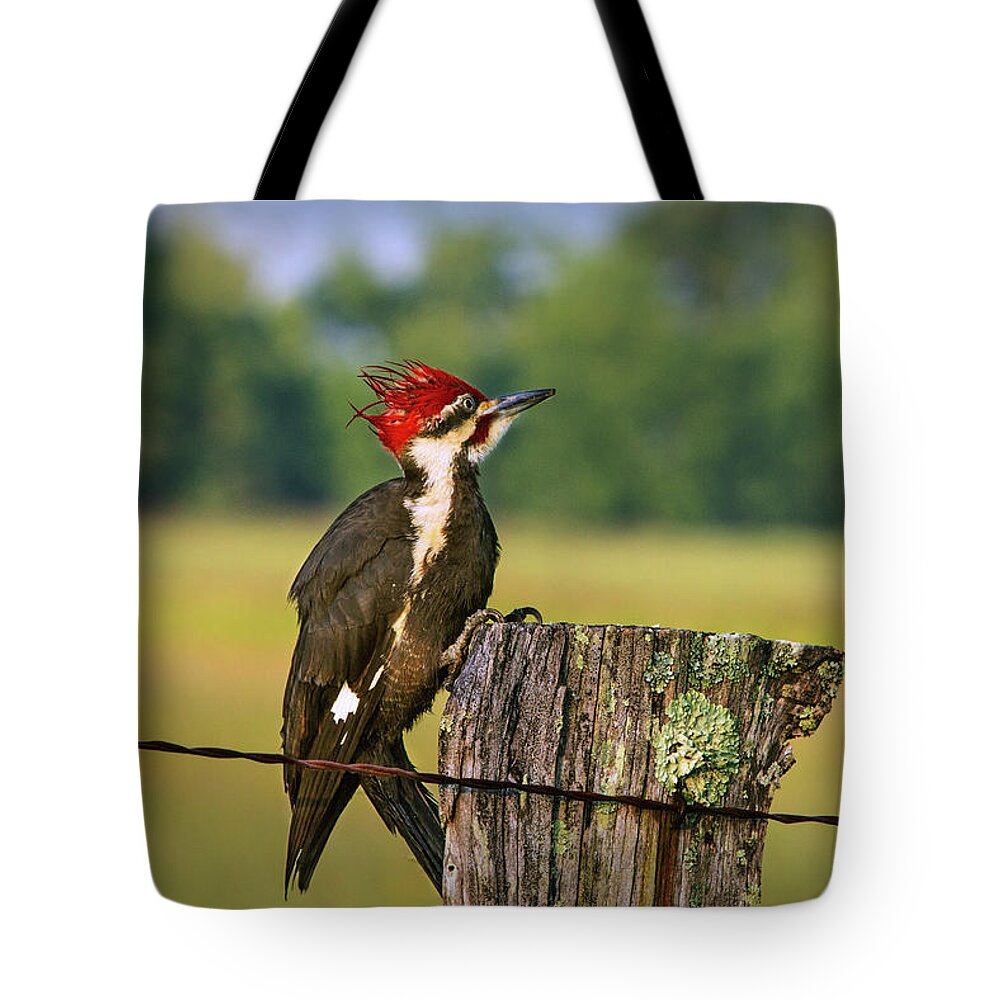 Woodpecker Tote Bag featuring the photograph Red Head Friend by Randall Evans