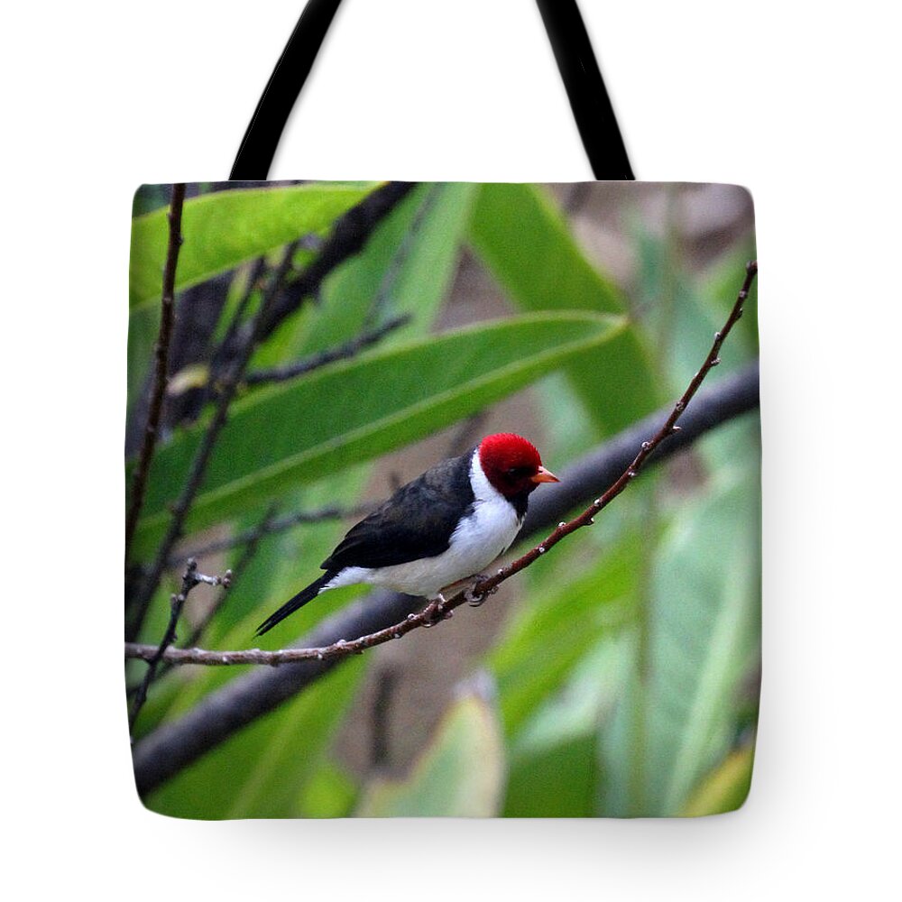 Red Head Tote Bag featuring the photograph Red Head by Jennifer Robin
