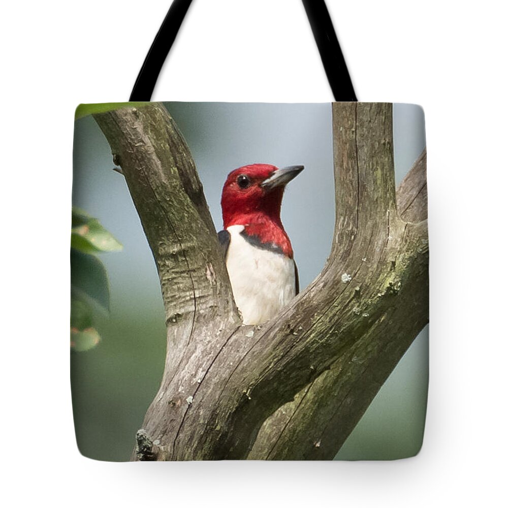 Red-headed Woodpecker Tote Bag featuring the photograph Red-Headed Woodpecker by Holden The Moment