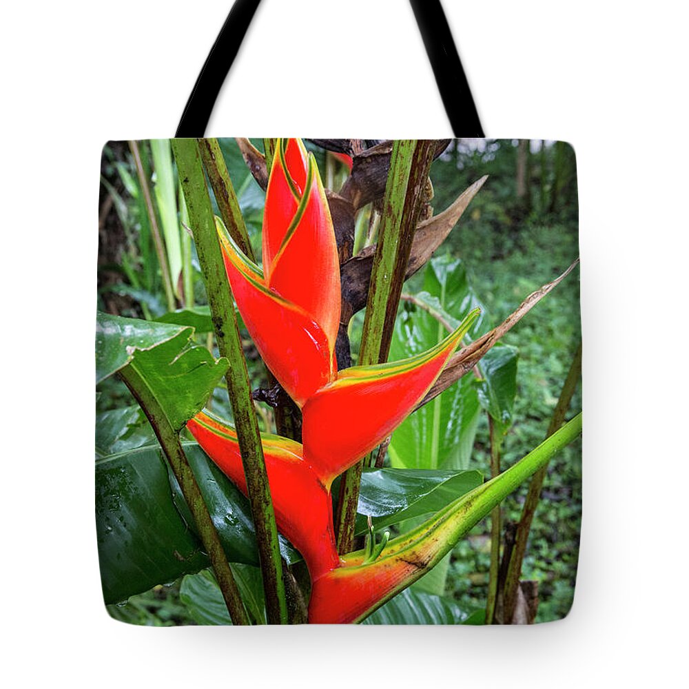 Ecuador Tote Bag featuring the photograph Red Heliconia by Kathy McClure