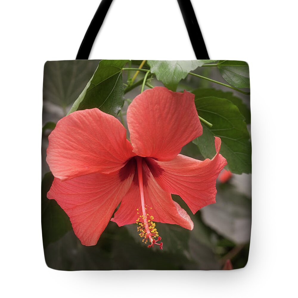 Flower Tote Bag featuring the photograph Red Hibiscus Flower by Tim Abeln