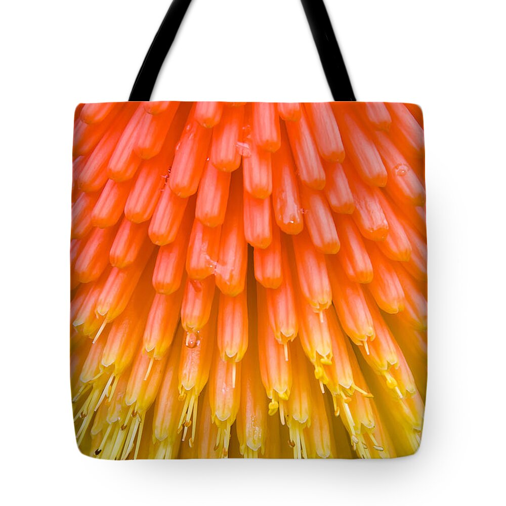 Flowers Tote Bag featuring the photograph Red Hot Poker flower close up by Colin Rayner