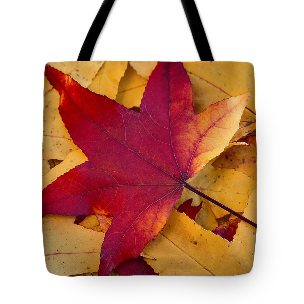 Leaf Tote Bag featuring the photograph Red Leaf by Chevy Fleet