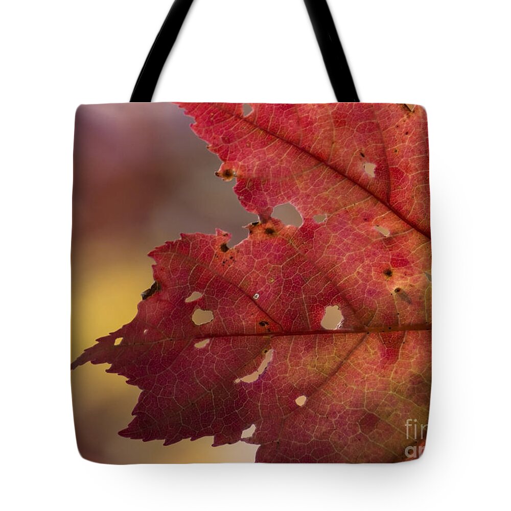 Autumn Leaves Tote Bag featuring the photograph Red Leaf by Lili Feinstein