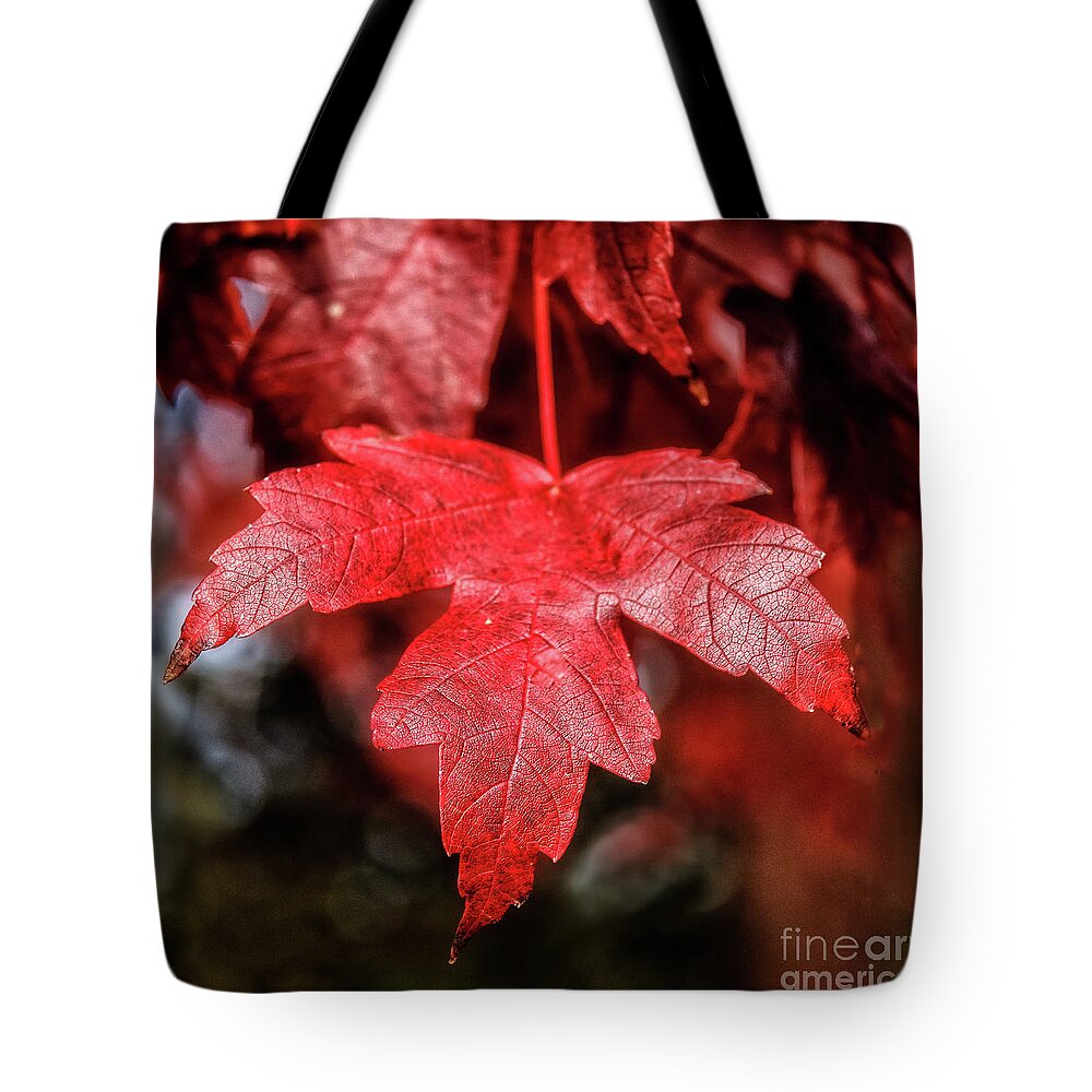 Maple Tote Bag featuring the photograph Red Leaf by Robert Bales