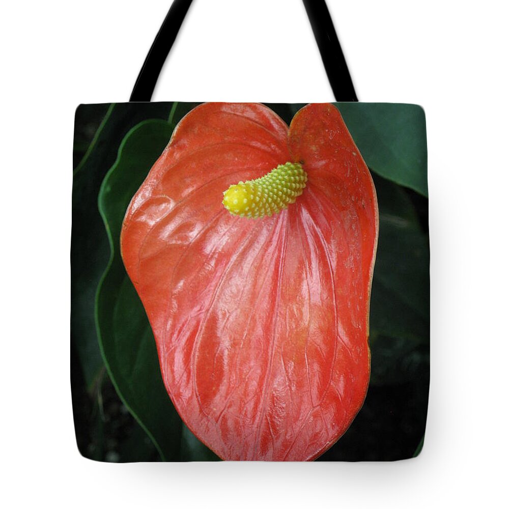  Tote Bag featuring the photograph Red Peace by Ron Monsour