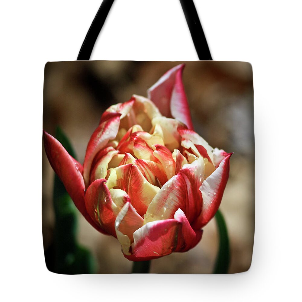 Red Tote Bag featuring the photograph Red Peony Tulip by Teresa Mucha