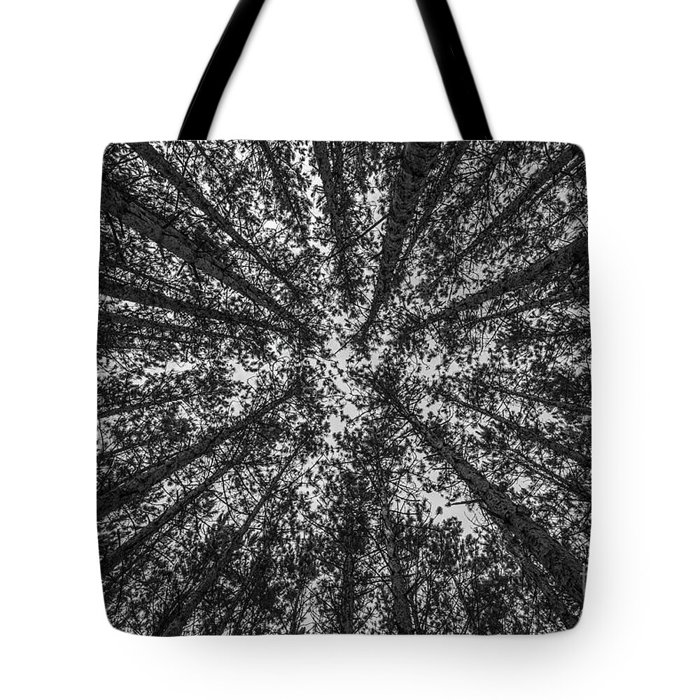 Michigan Tote Bag featuring the photograph Red Pine Tree Tops in Black and White by Sue Smith