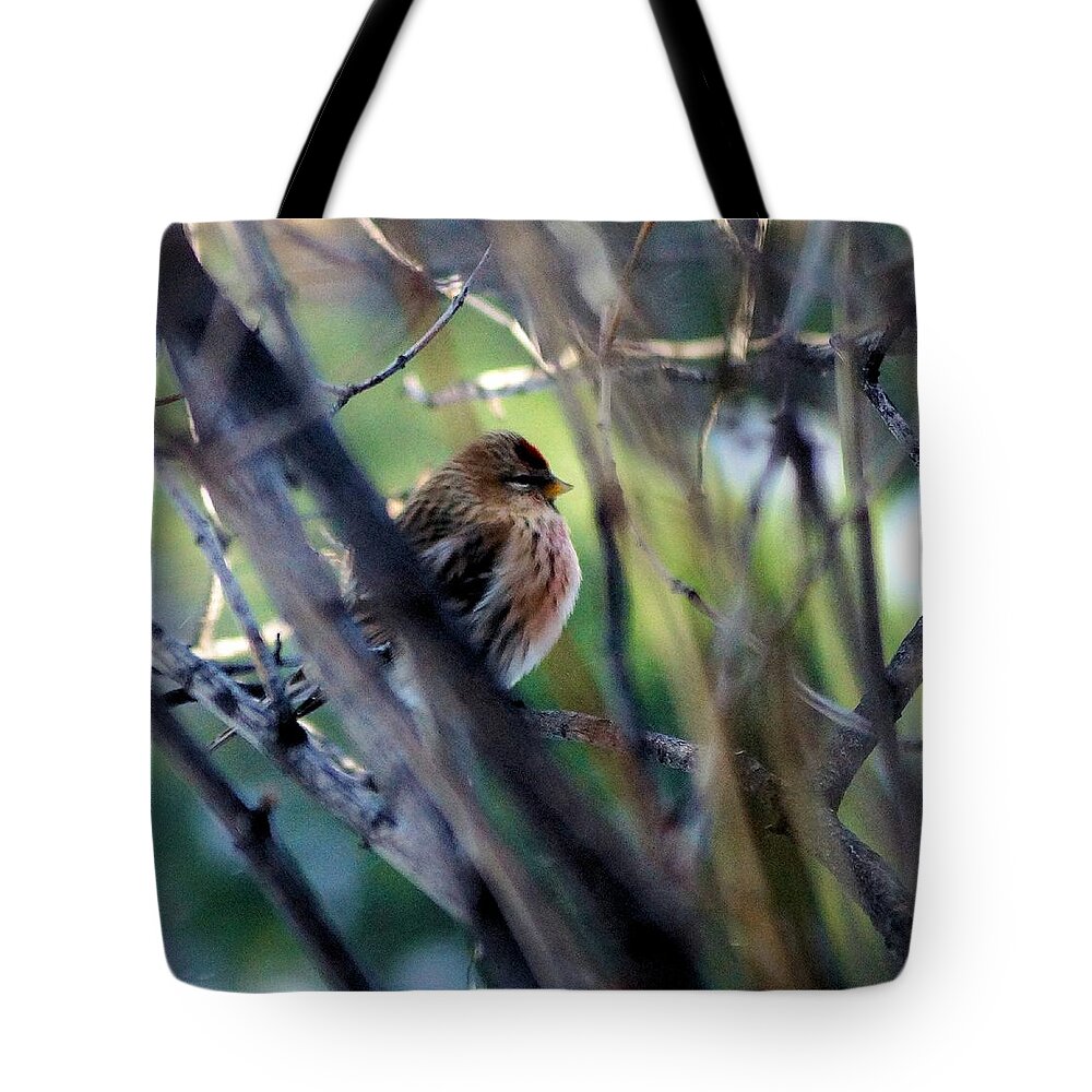 Red Poll Tote Bag featuring the photograph Red Poll, Resting by Tracey Vivar