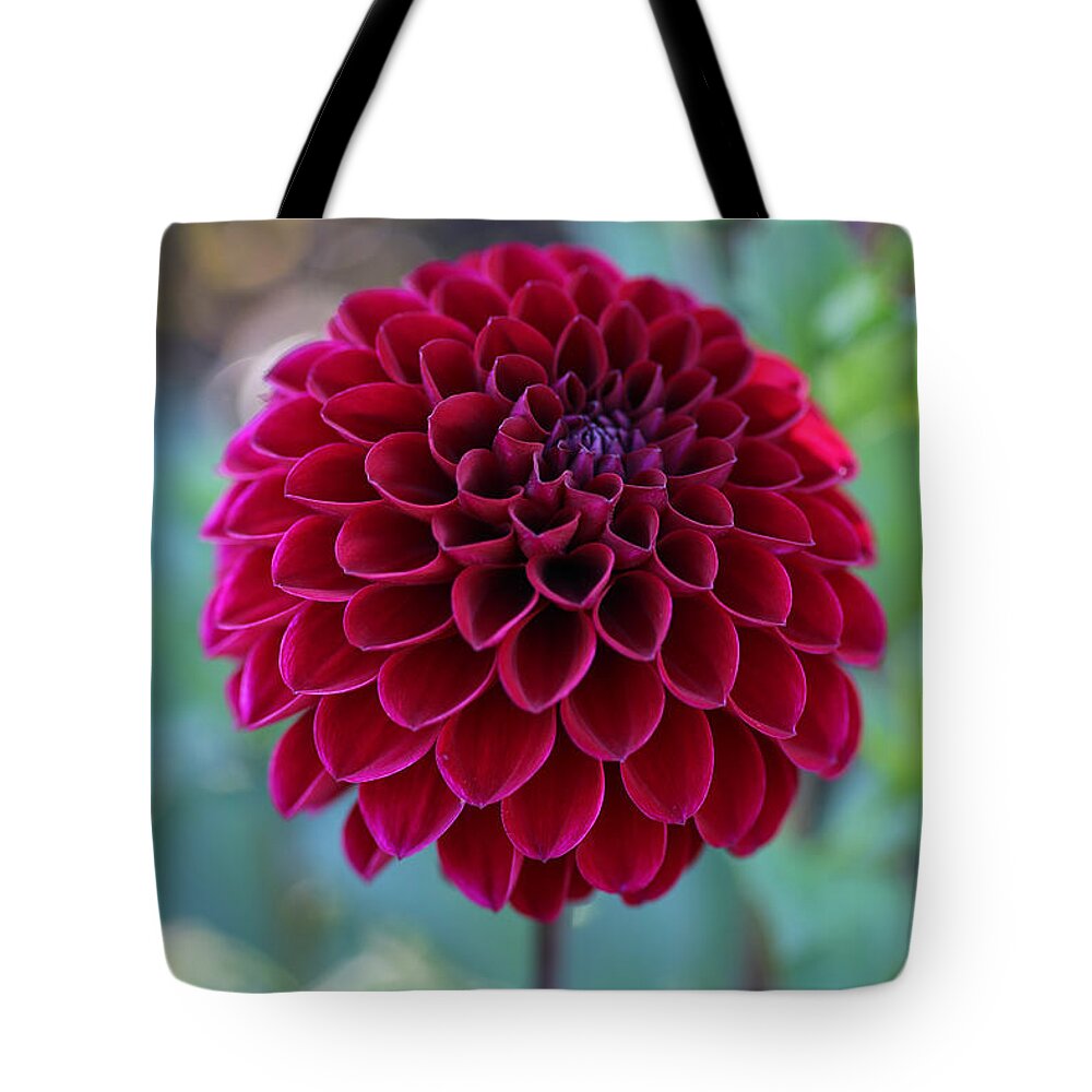 Dahlia Tote Bag featuring the photograph Red Pom Pom by Tammy Pool
