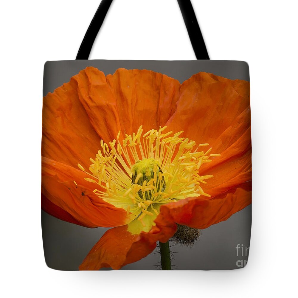 Flowers Tote Bag featuring the photograph Red Poppy II by Lili Feinstein