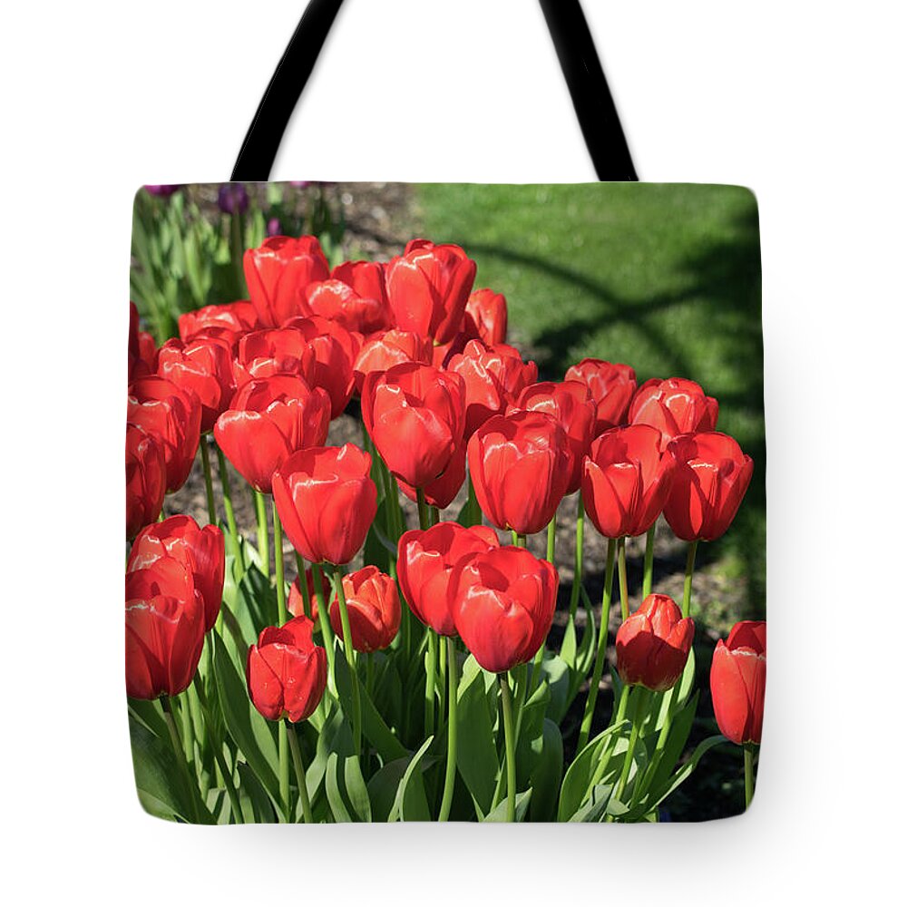Red; Tulips; Springtime; Flowers; Bouquet; Skagit County; Spring; Farm; Fertile; Crops; Agriculture; Mt Vernon; Farmland; Plant; Grow; Cultivate; Harvest; Rural; Beauty; Washington; Skagit County Tote Bag featuring the photograph Red Royalty by Tom Cochran