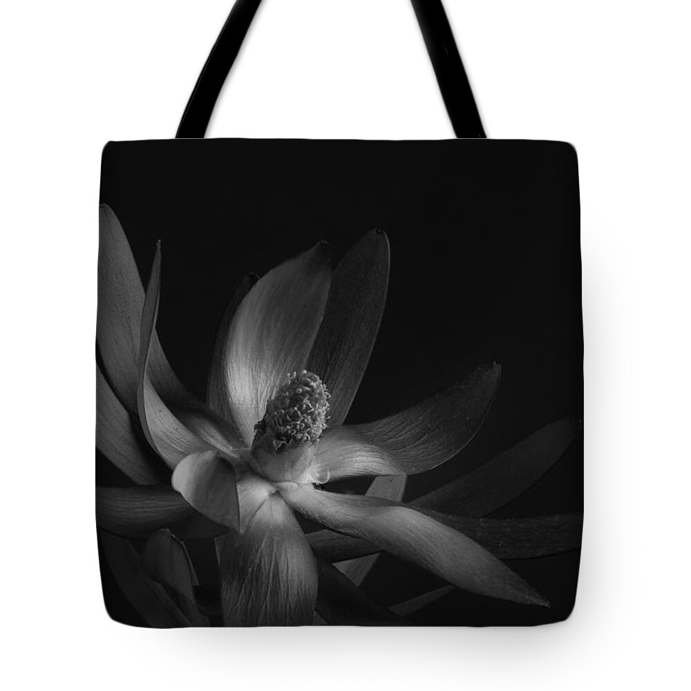 Flower Tote Bag featuring the photograph Red Safari Sunset Proteaflora #5 by Catherine Lau