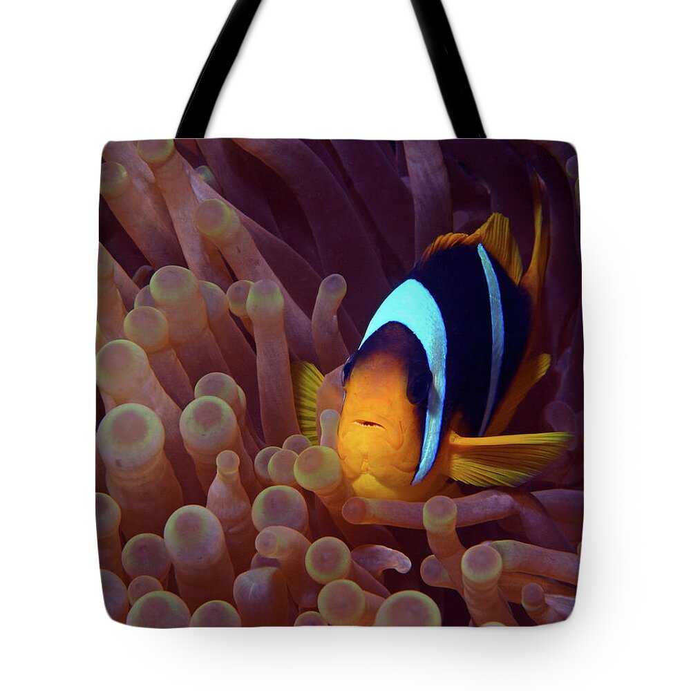 Red Sea Clownfish Tote Bag featuring the photograph Red Sea Clownfish, Eilat, Israel 9 by Pauline Walsh Jacobson