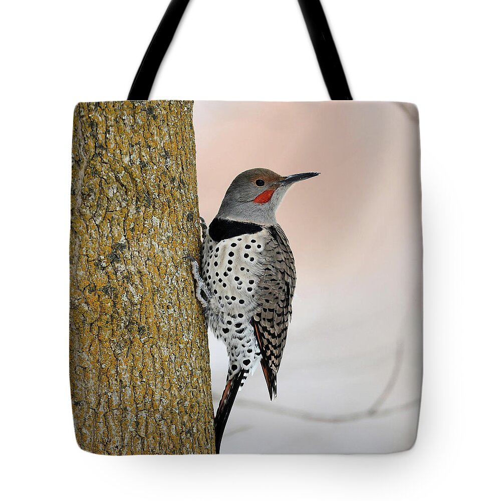 Northern Flicker Tote Bag featuring the photograph Red Shafted Northern Flicker by Whispering Peaks Photography