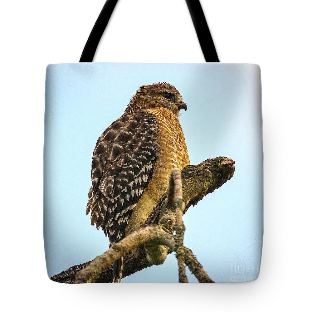 Nature Tote Bag featuring the photograph Red-Shouldered Hawk - Buteo Lineatus by DB Hayes