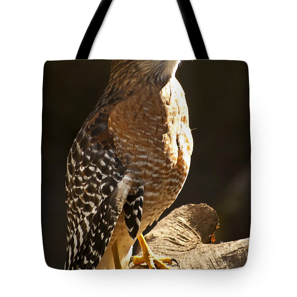 Red-shouldered Hawk Tote Bag featuring the photograph Red-Shouldered Hawk by Carolyn Marshall