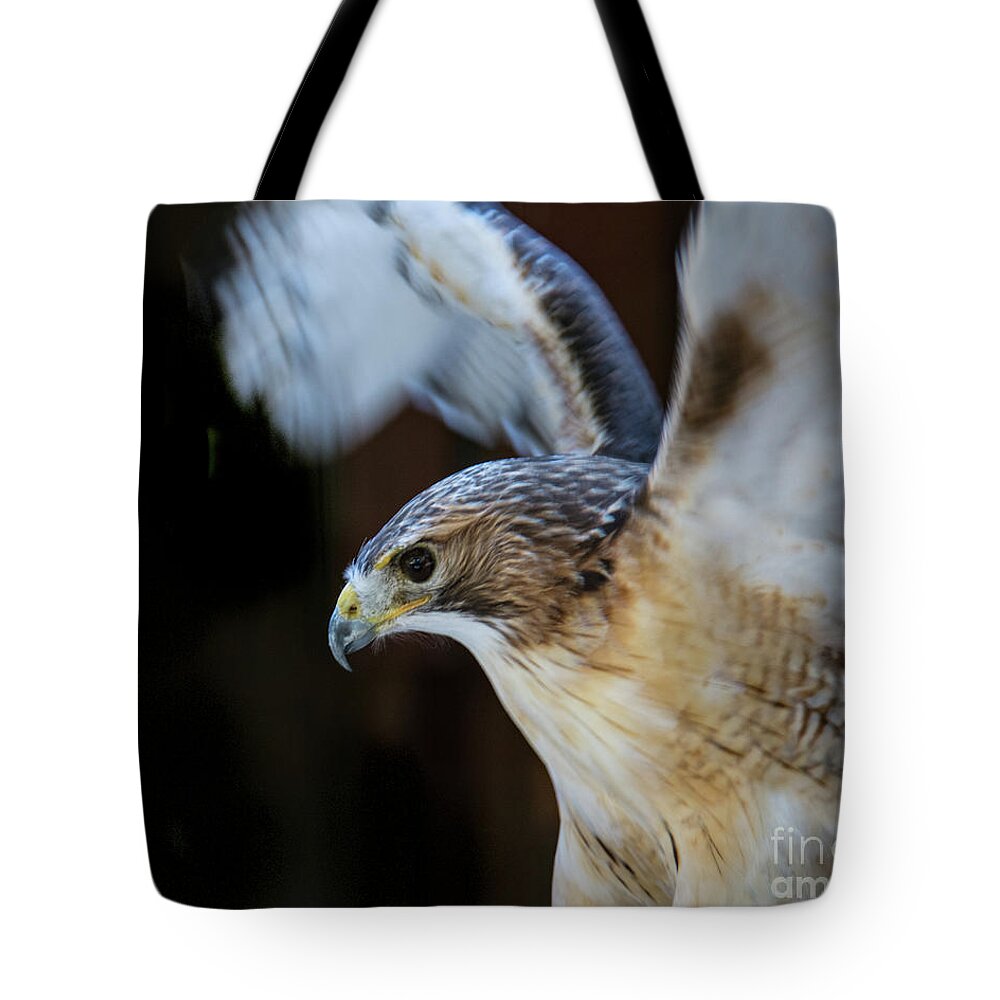 Birds Of Prey Tote Bag featuring the photograph Red-shouldered Hawk No.2 by John Greco