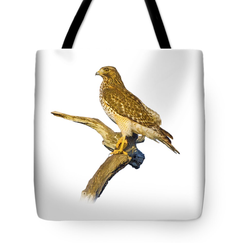 Hawk Tote Bag featuring the photograph Red Shouldered Hawk Perch by Mark Andrew Thomas