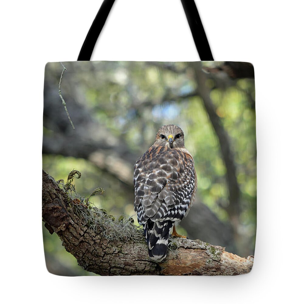 Red Shouldered Hawk Tote Bag featuring the photograph Red Shouldered Hawk Turning Head 180 by Aimee L Maher ALM GALLERY