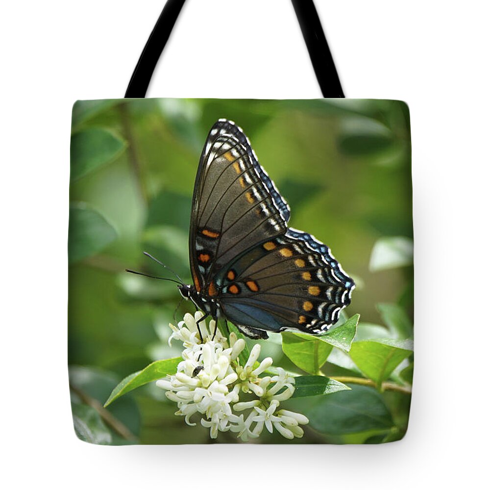 Red-spotted Purple Butterfly Tote Bag featuring the photograph Red-spotted Purple Butterfly on Privet Flowers 2 by Robert E Alter Reflections of Infinity
