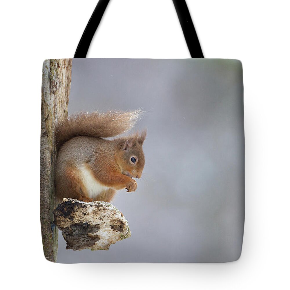 Red Tote Bag featuring the photograph Red Squirrel On Tree Fungus by Pete Walkden