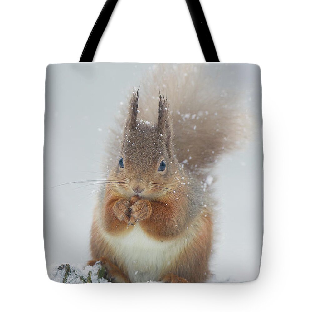 Red Tote Bag featuring the photograph Red Squirrel With Snowflakes by Pete Walkden