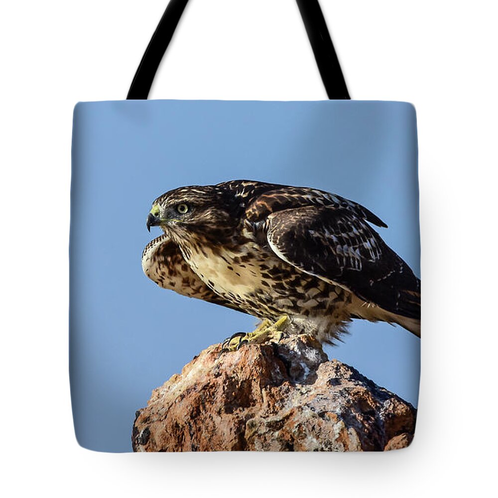 Raptor Tote Bag featuring the photograph Red Tailed Hawk 11 by Rick Mosher