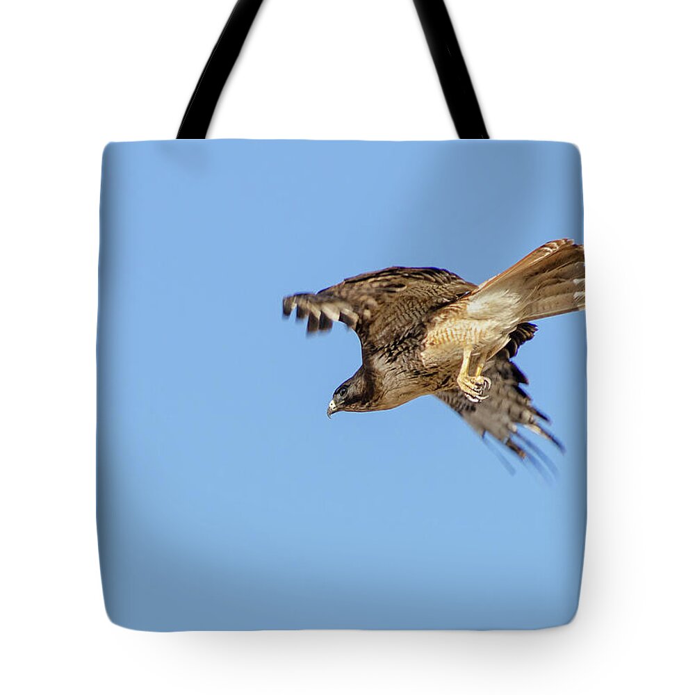 Hawk Tote Bag featuring the photograph Red Tailed Hawk 2 by Rick Mosher