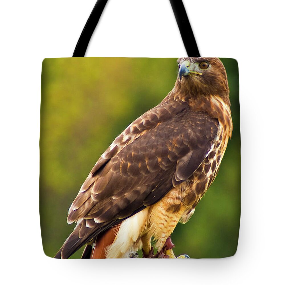 Red Tailed Hawk Tote Bag featuring the photograph Red-Tailed Hawk by Bill Barber