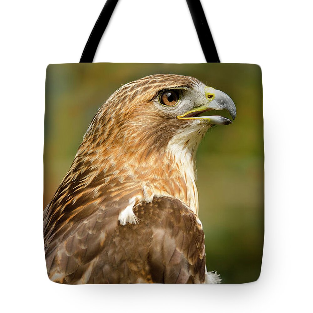 Animal Tote Bag featuring the photograph Red-Tailed Hawk Close-up by Ann Bridges