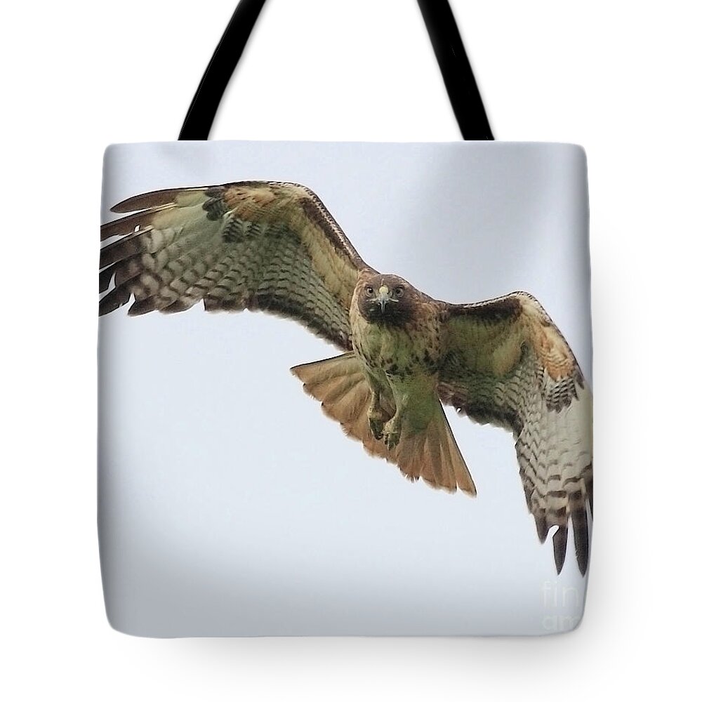 Red Tail Hawk Tote Bag featuring the photograph Red Tailed Hawk Finds Its Prey by Wingsdomain Art and Photography