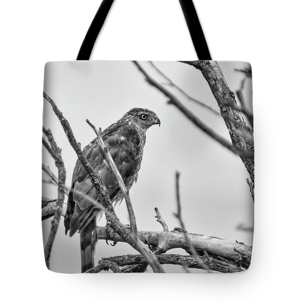 Red Tailed Hawk Tote Bag featuring the photograph Red Tailed Hawk in Tree BW by Rick Mosher