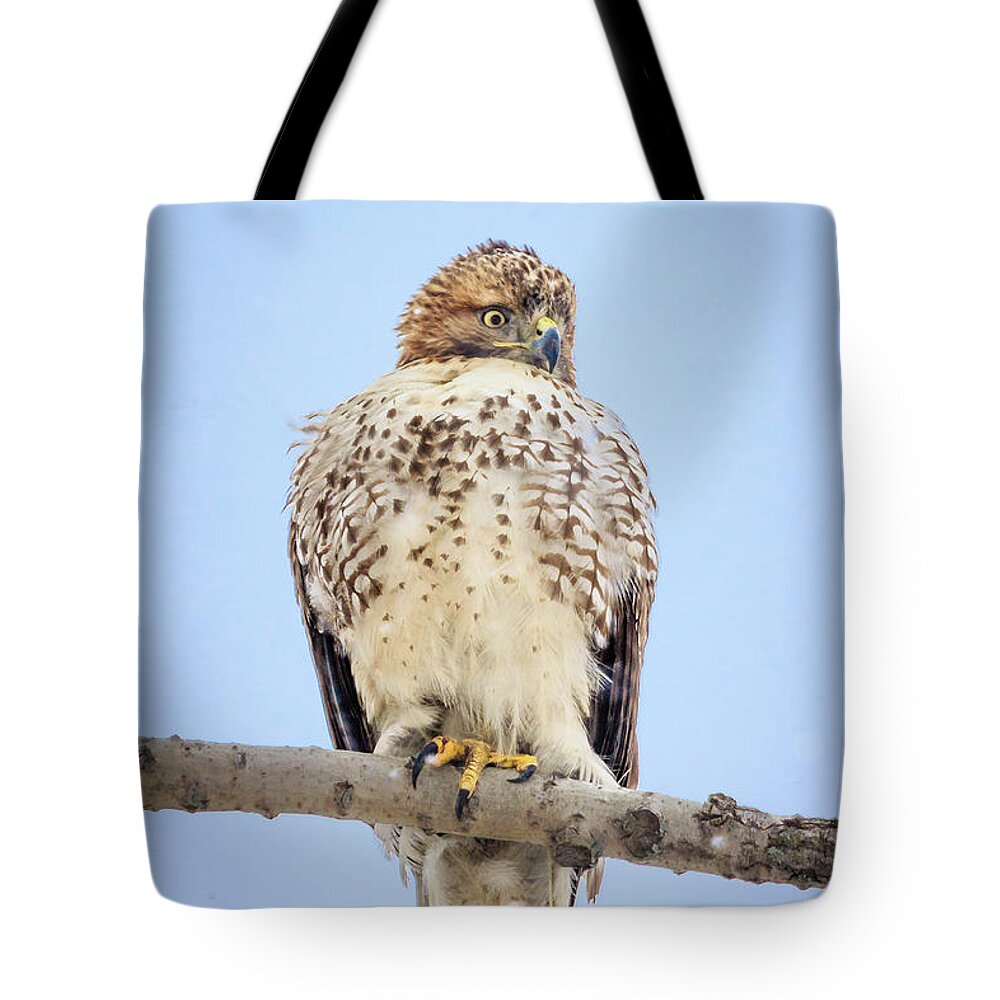 Backyard Tote Bag featuring the photograph Red Tailed Hawk in Tree by Joni Eskridge