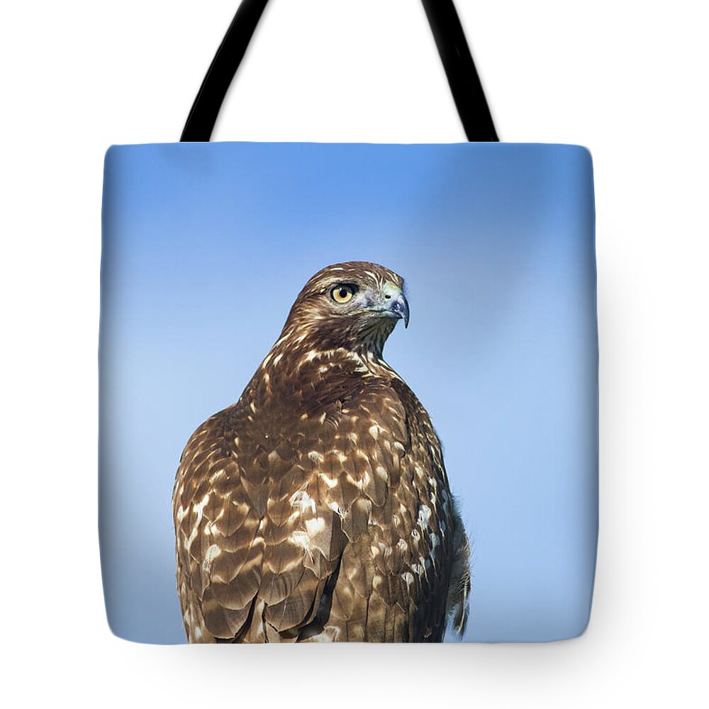 Mark Miller Photosm Hawk Tote Bag featuring the photograph Red-tailed Hawk Perched Looking back over shoulder by Mark Miller