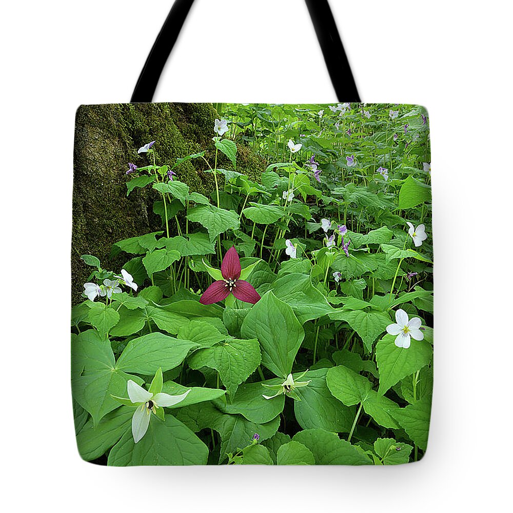 Plant Tote Bag featuring the photograph Red Trillium at Center by Alan Lenk