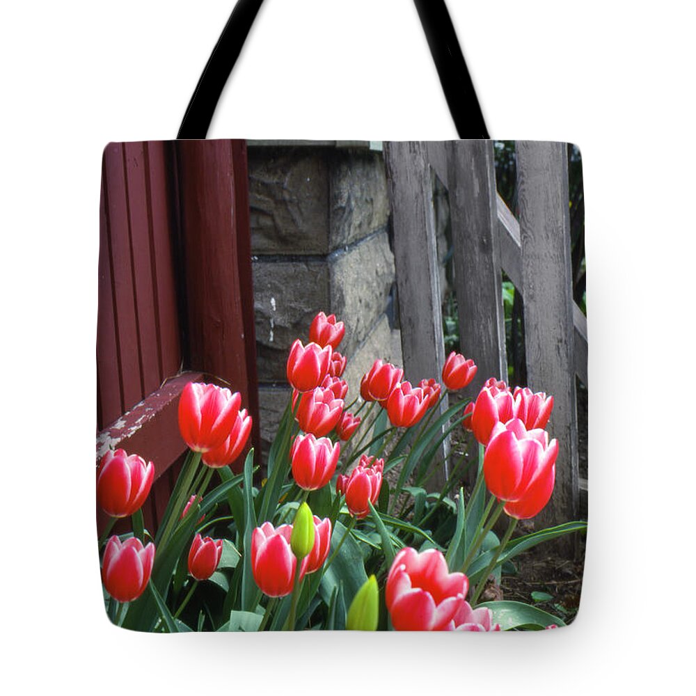 Tulips Tote Bag featuring the photograph Red Tulips in a Wisconsin Garden by Greg Kopriva